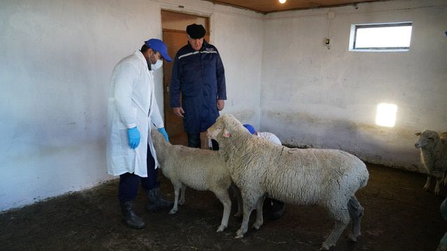 В Дагестане активно ведется работа по выведению нового типа дагестанской горной породы овец
